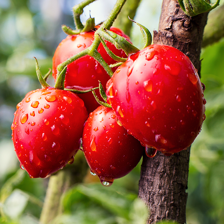 juicy ripe tomatoes vine