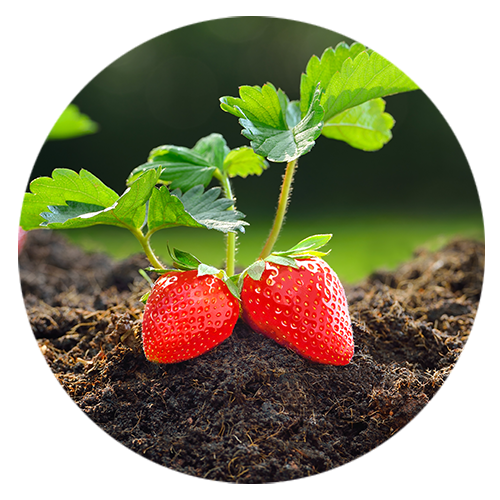 two perfectly ripe garden strawberries